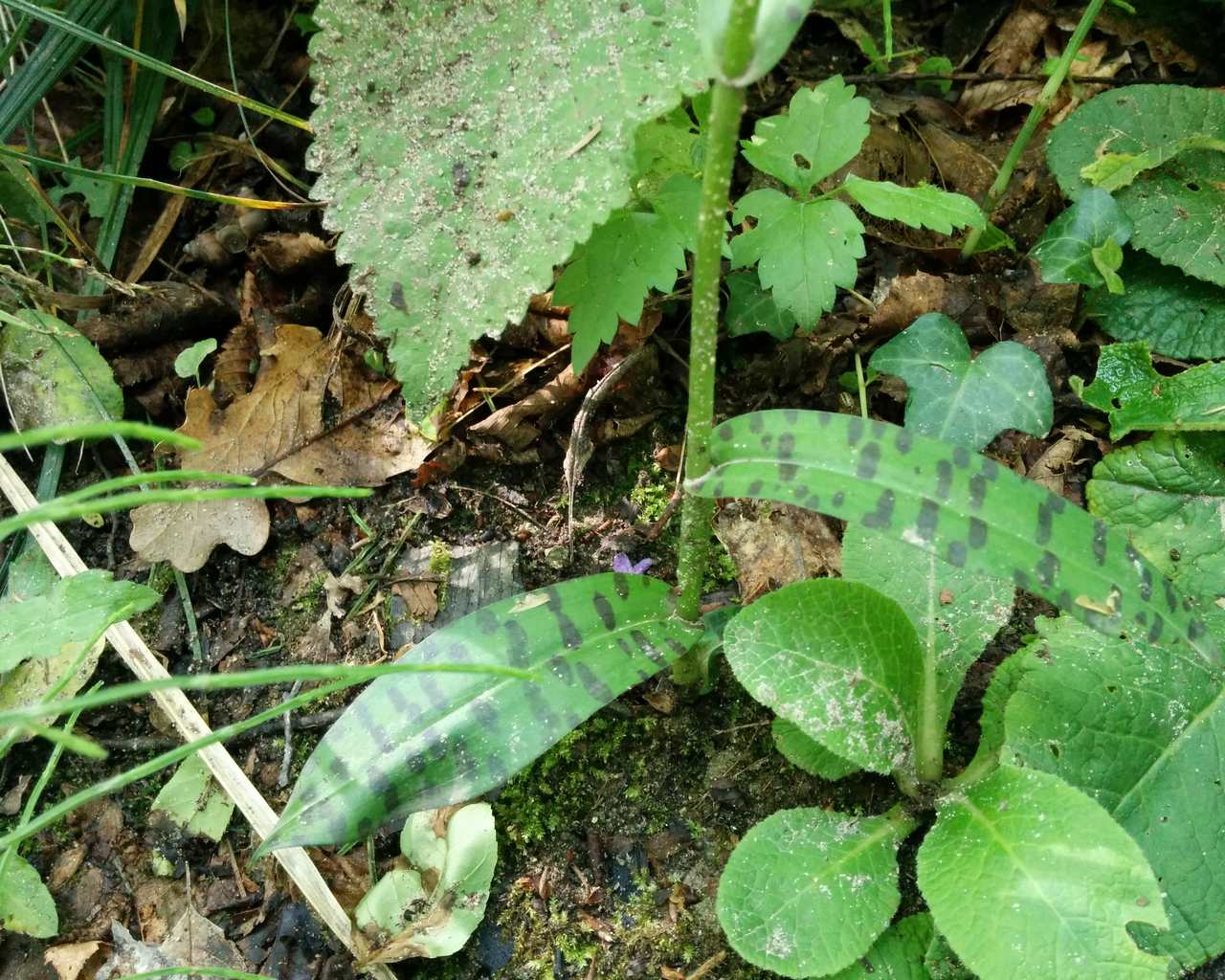 Dactylorhiza maculata subsp. fuchsii